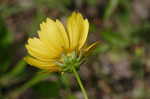 Lance coreopsis